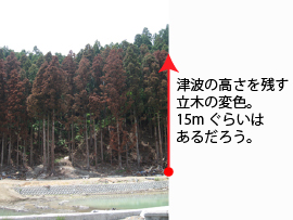 立木の変色。15ｍぐらい