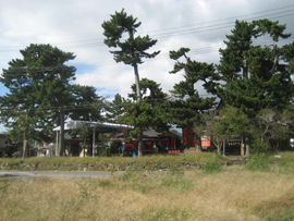 気命神社を護った境内の松